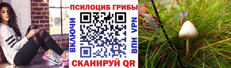 kraken как войти  Реутов  Галлюциногенные грибы Cubensis 